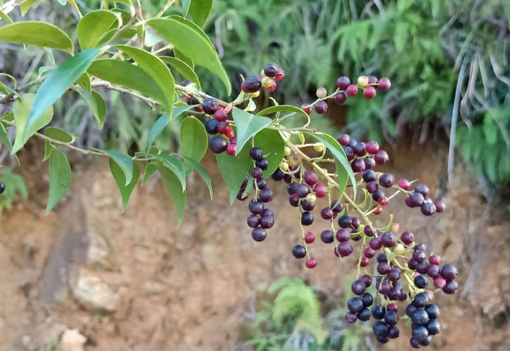 南烛是什么植物？有哪些特点？