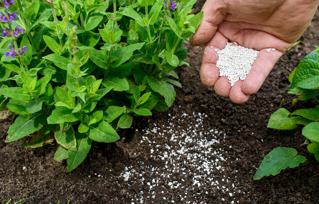 氨基酸肥料对植物有什么作用？