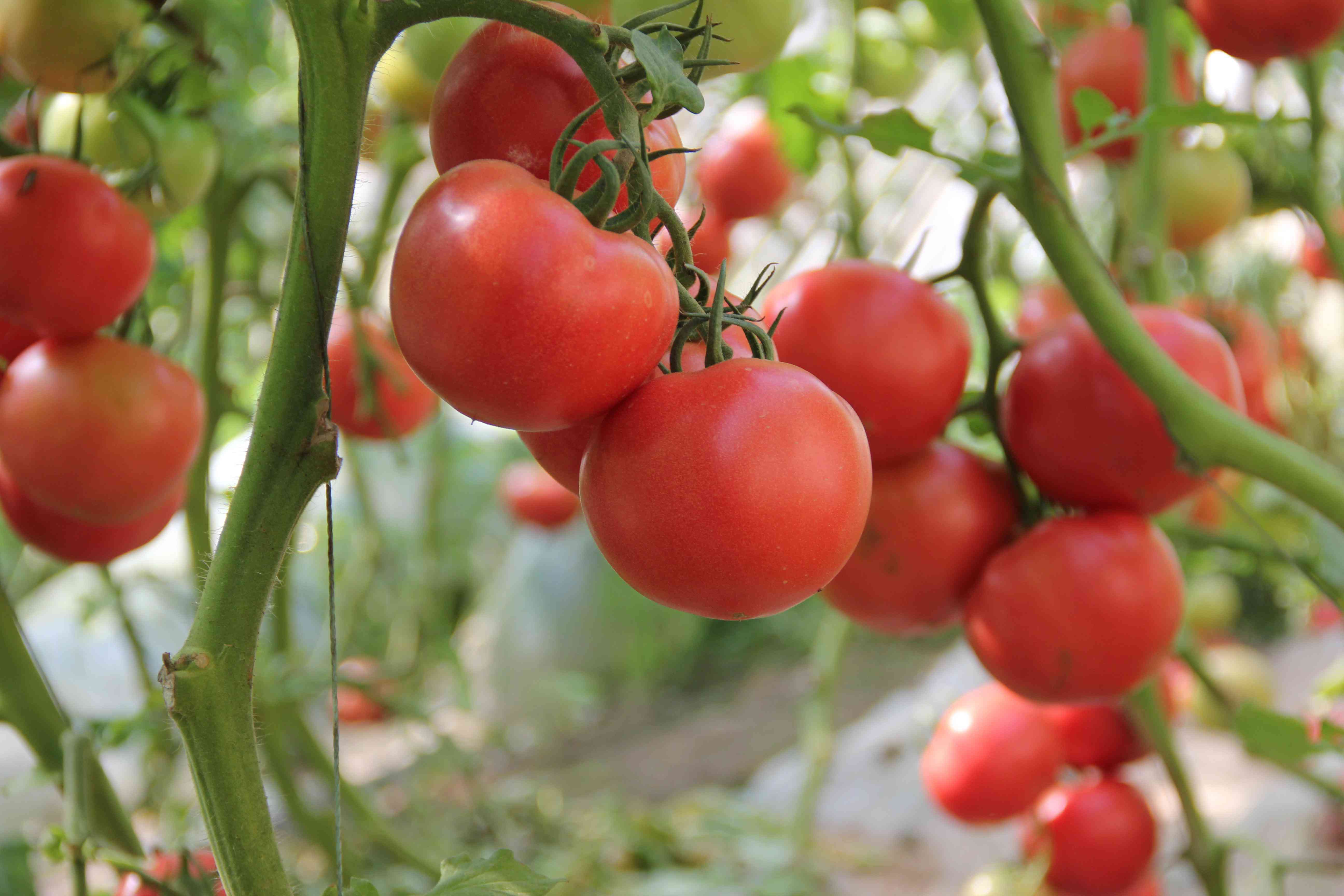 北方地区番茄高产栽培技术及病虫害防治