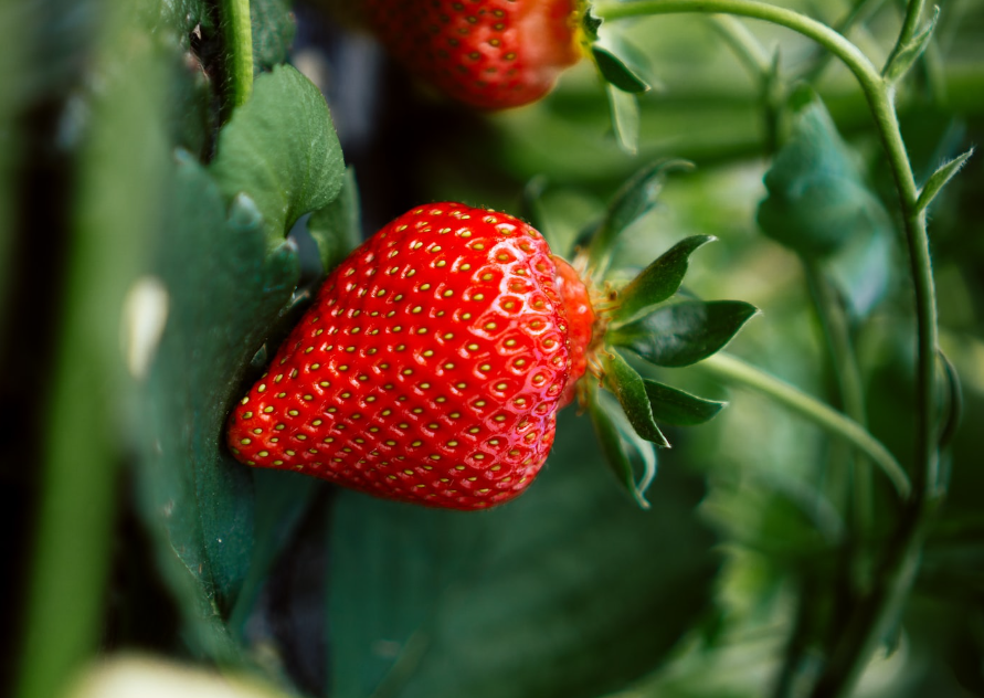 草莓的病虫害防治措施