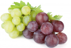<strong>常见的葡萄品种有哪些？</strong>