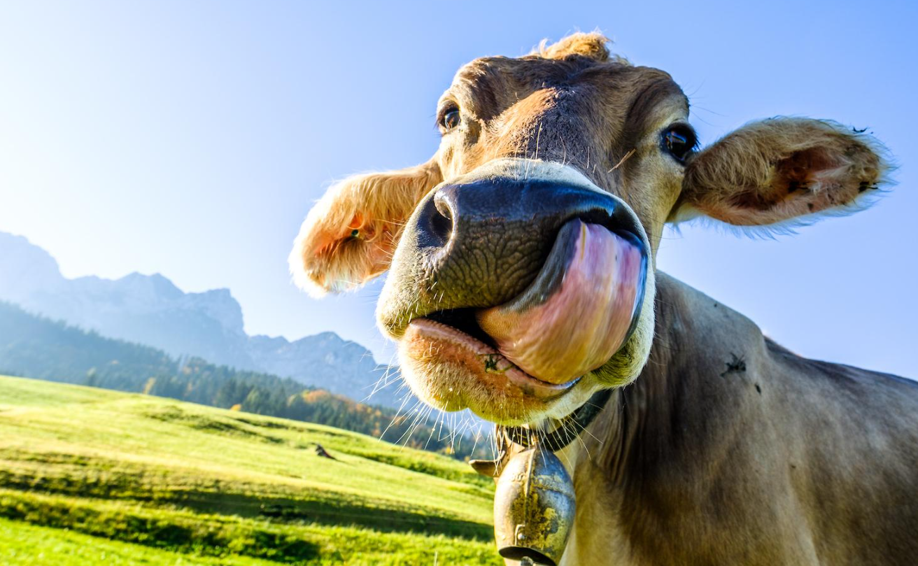 小牛需要饲养多久长到500斤？
