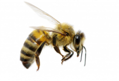 <strong>蜜蜂品种有多少？人工养殖的是哪一种？</strong>