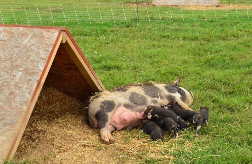 农村养猪怎样建猪舍最合理？ 