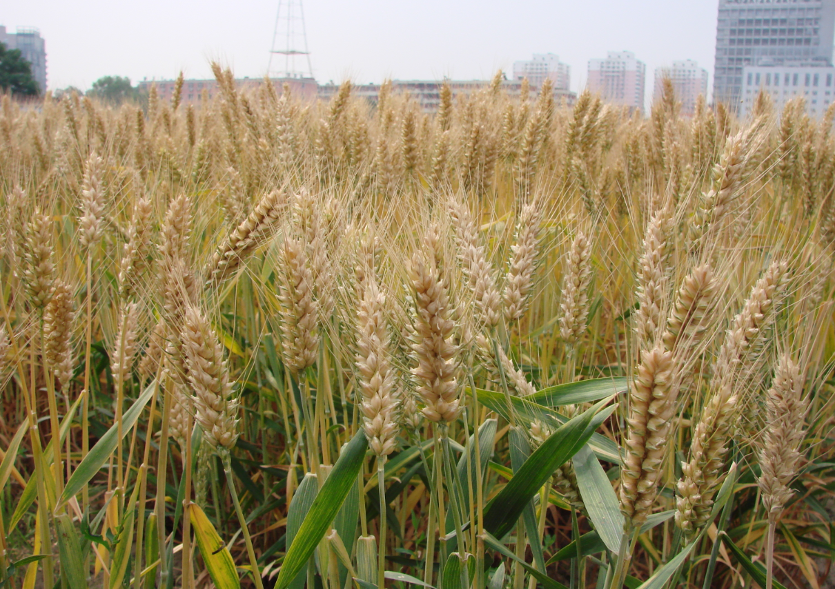 鲁原118小麦的品种特点有哪些？