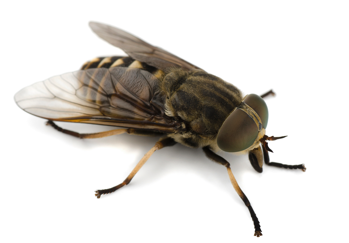 苍蝇可以人工养殖吗？有哪些养殖价值？