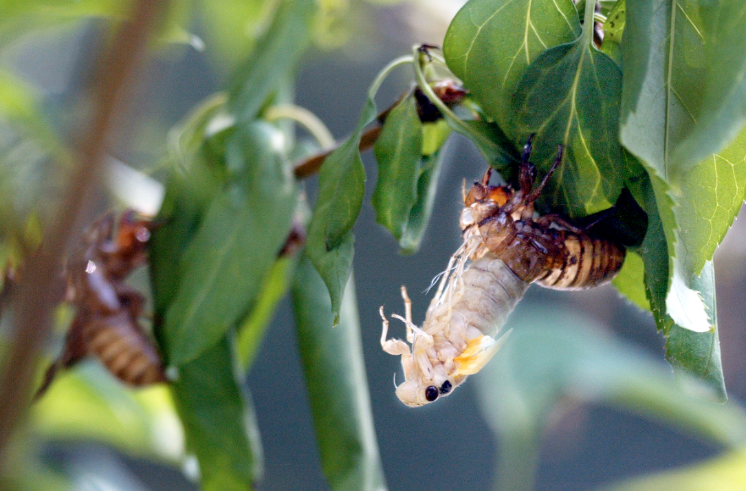 蝉蛹可以人工养殖吗？需要注意哪些事项？