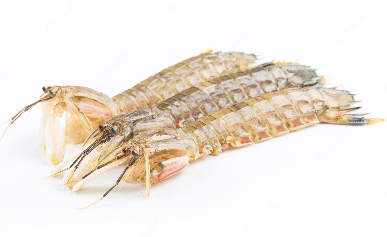 养殖皮皮虾对环境有哪些要求？