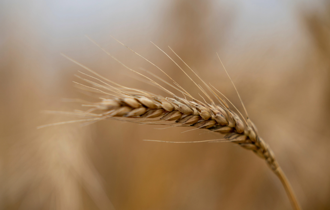 一亩地种多少小麦？如何种植？