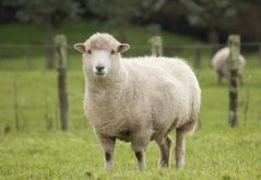 <strong>绵羊的经济价值和生长环境</strong>