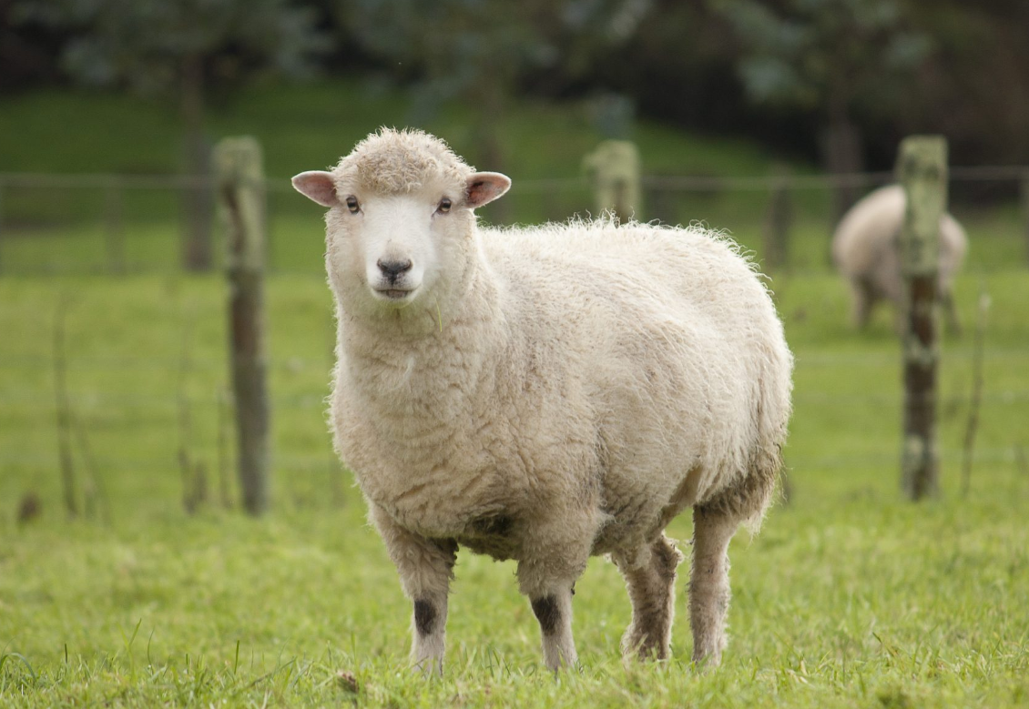 绵羊的经济价值和生长环境