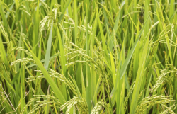 <strong>水稻灌浆期水层管理要注意哪些？</strong>