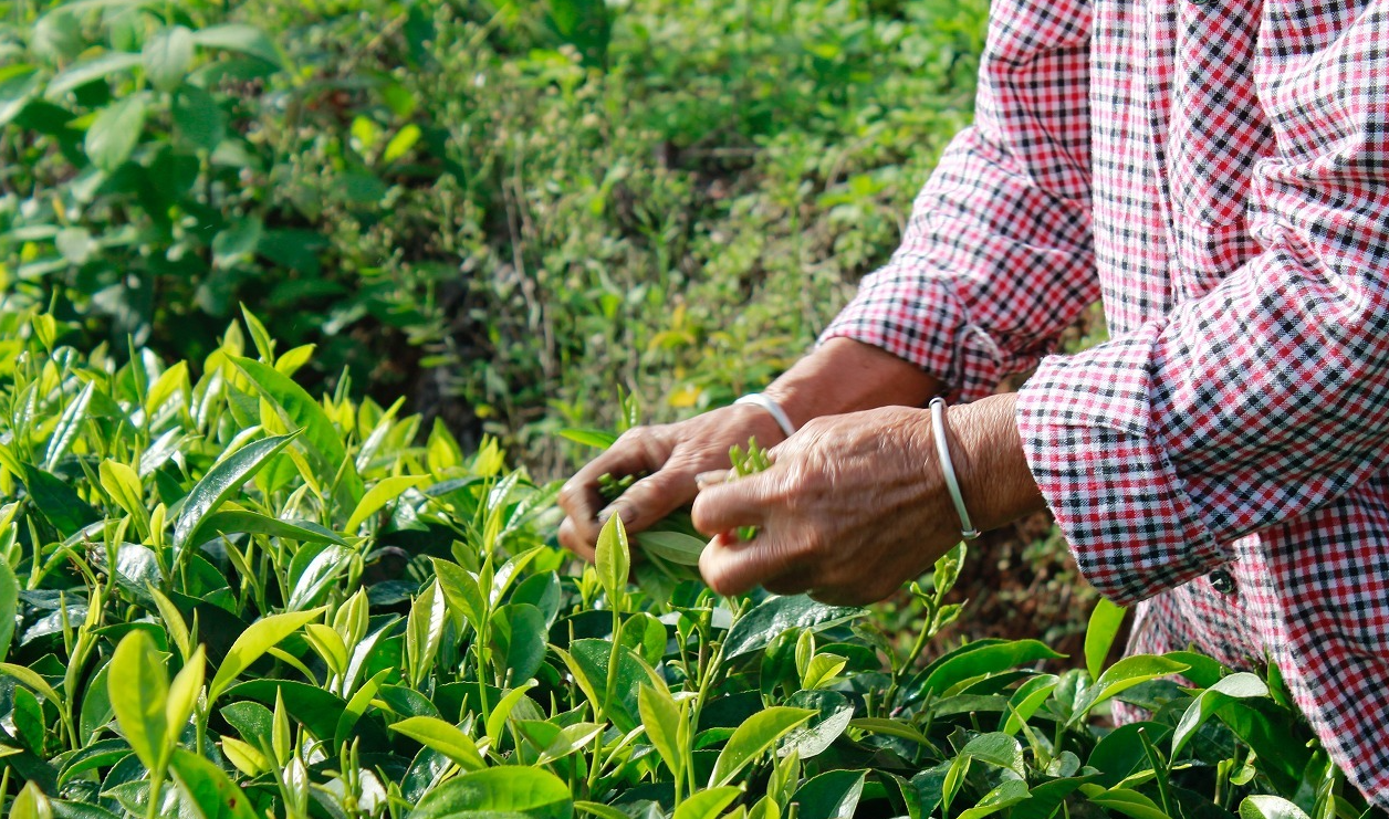 种茶时出现病害虫怎么处理？