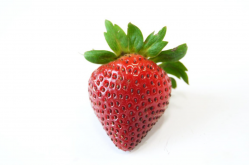 <strong>草莓的生长过程包含哪些阶段？</strong>