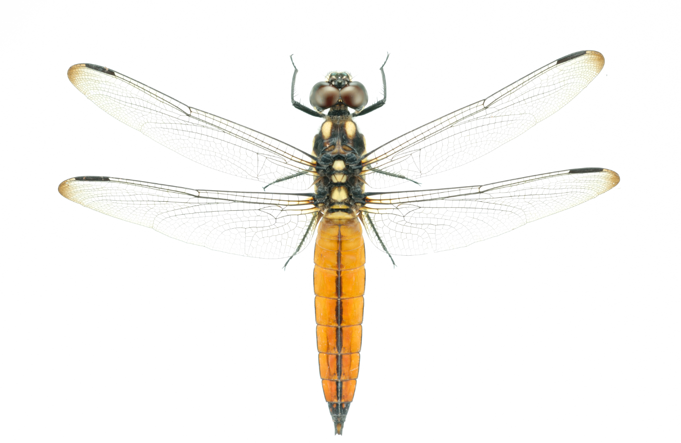蜻蜓的幼虫是肉食还是杂食？蜻蜓幼虫有哪些特征？