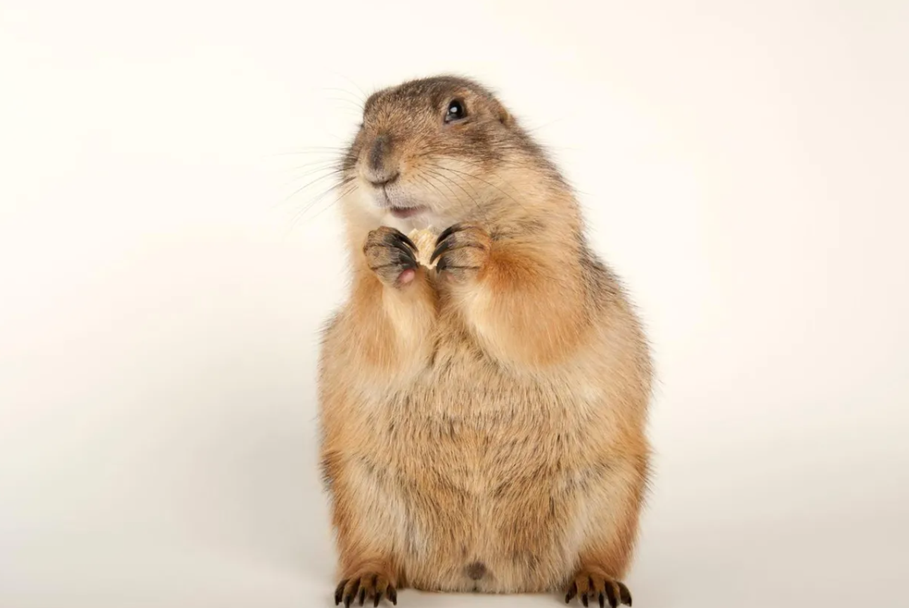 marmot美鼠和国鼠的区别