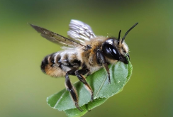 切叶蜂是害虫还是益虫？