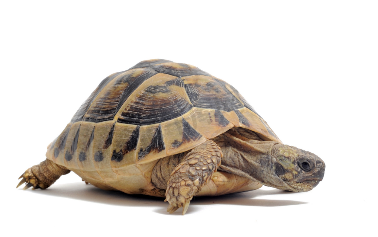 乌龟的繁殖方式有那些种？