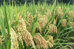 <strong>旱稻的种植时间和方法</strong>
