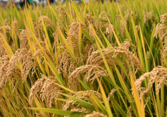 <strong>高产水稻前十名的品种有哪些？</strong>