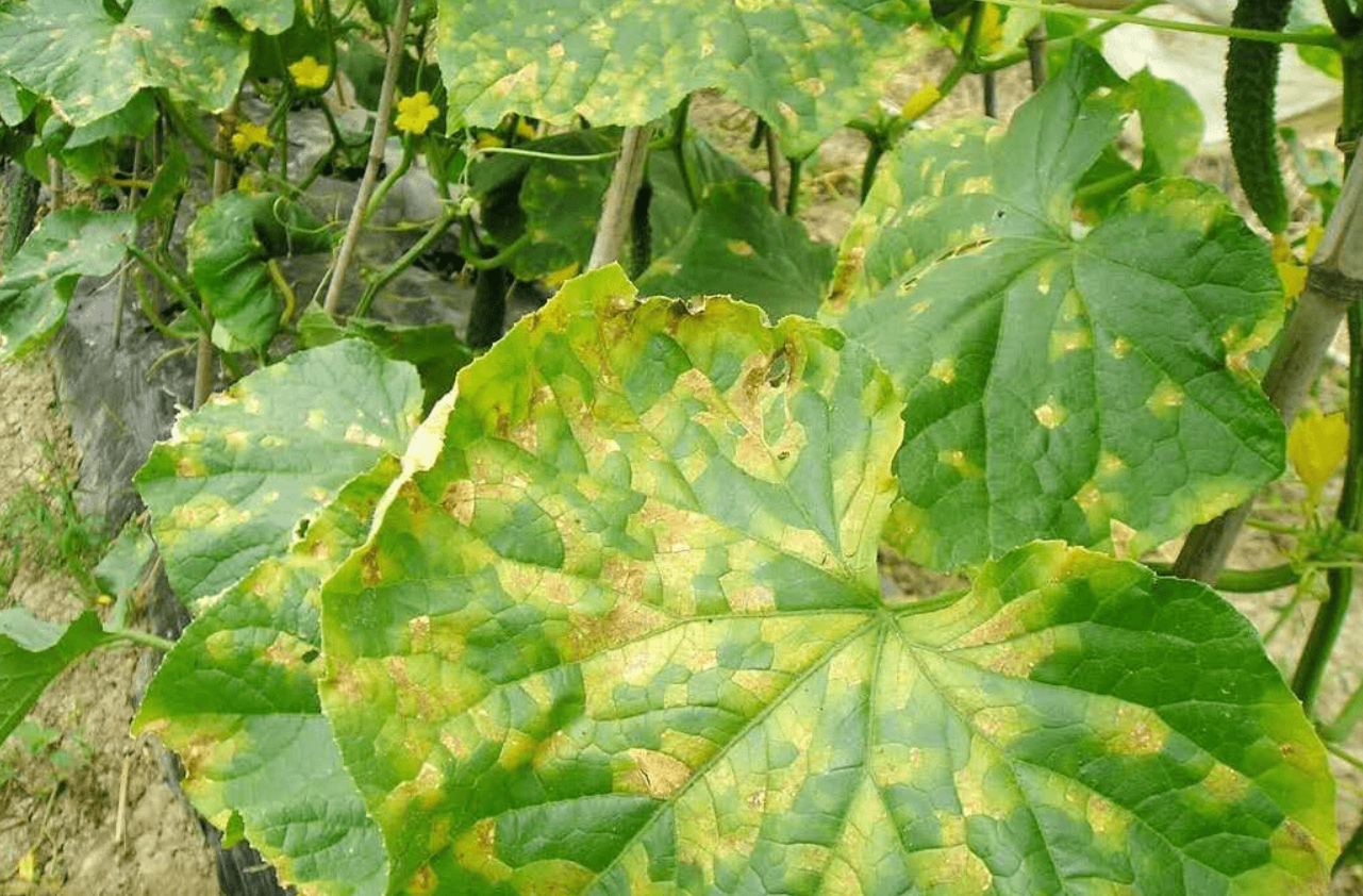 作物叶片上的小黄点是什么病菌？