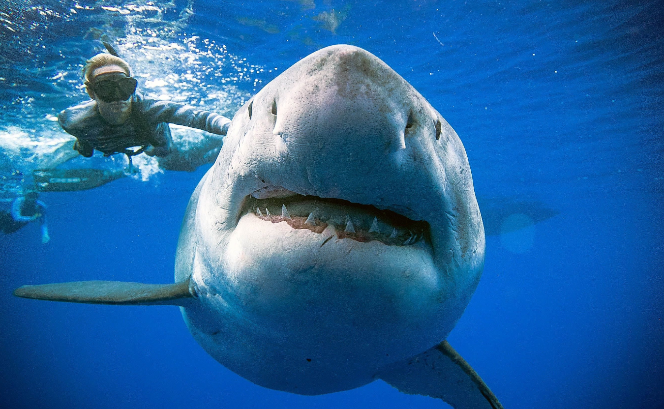 大白鲨能人工饲养吗？