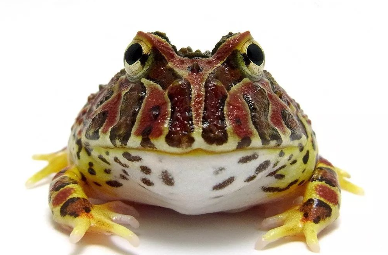 角蛙能长多大？有哪些特点？
