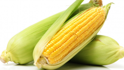 <strong>玉米亩产受哪些因素影响？</strong>