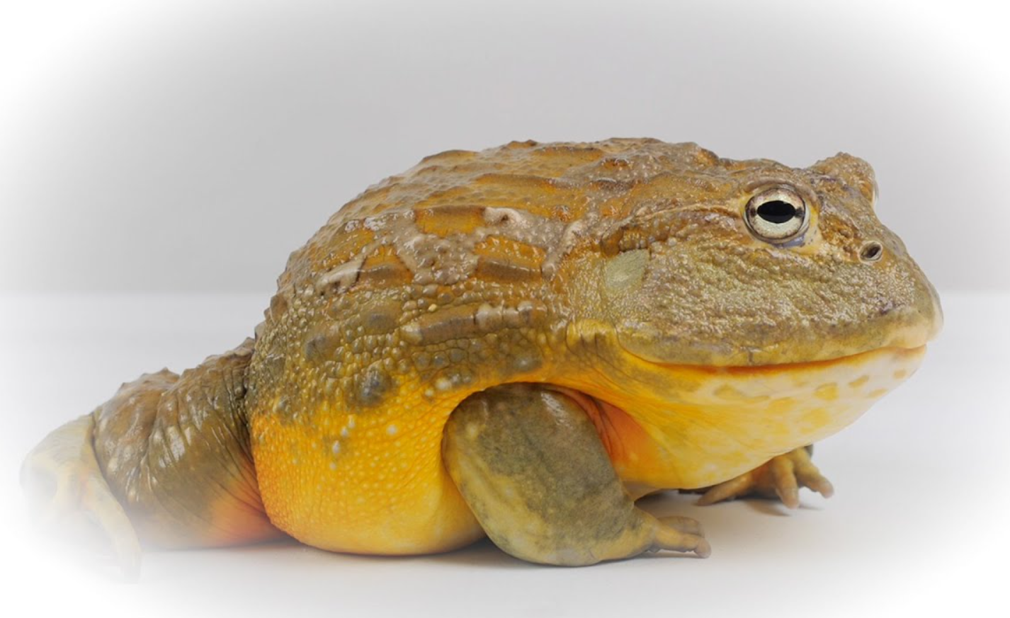 政府为什么不让养牛蛙？