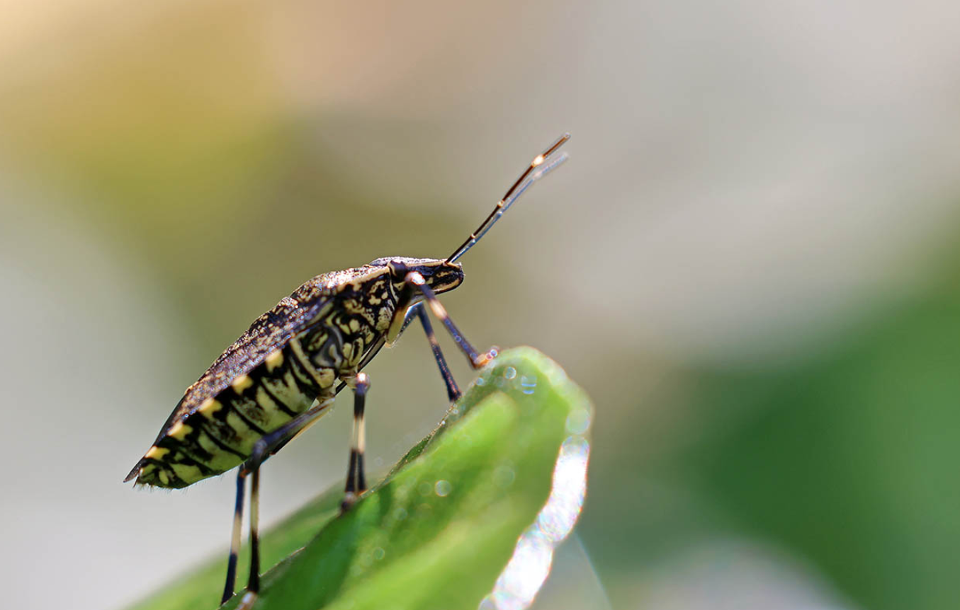 麻皮蝽是益虫还是害虫？