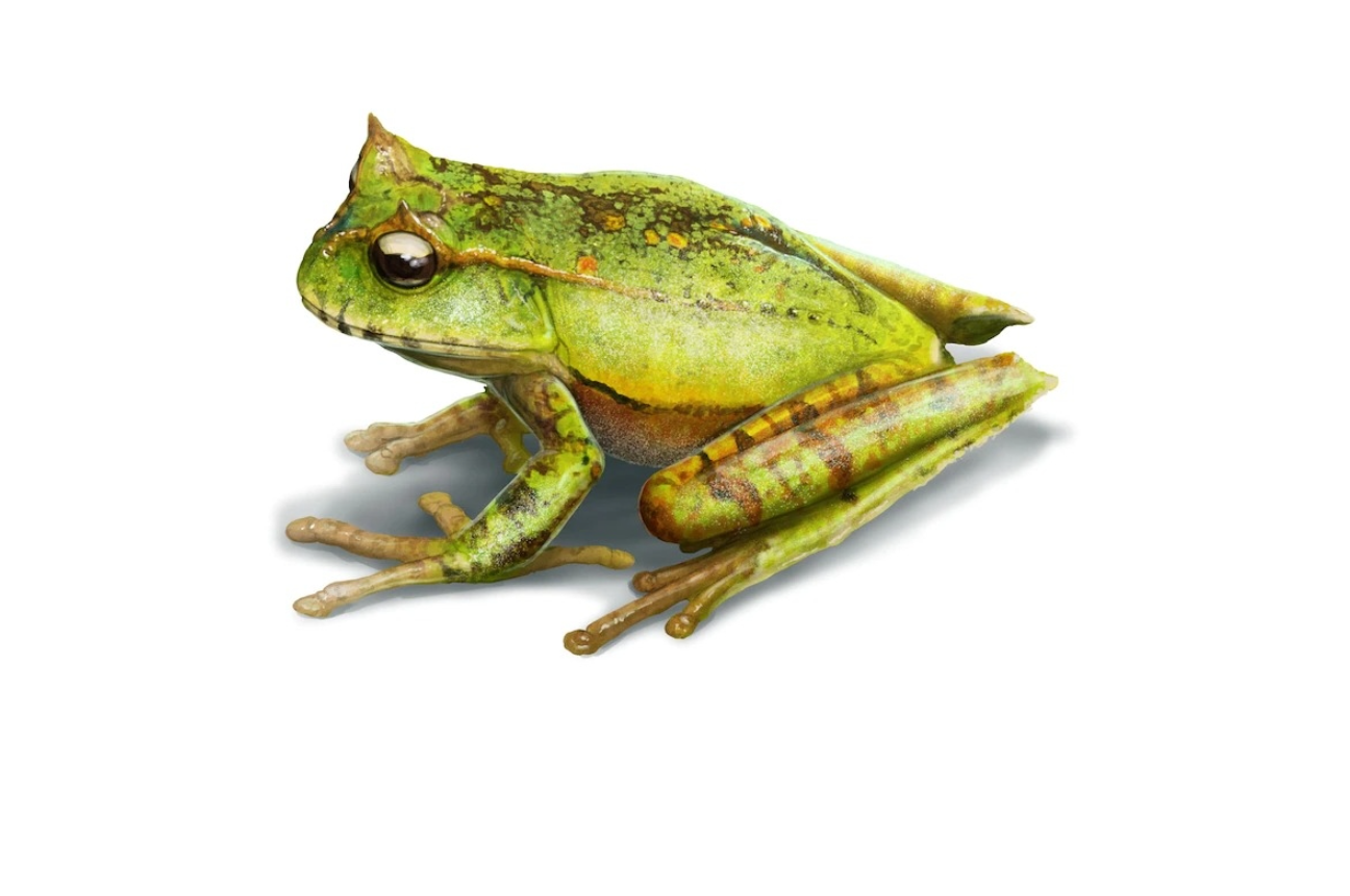 雄蛙和雌蛙哪个发出的声音大？