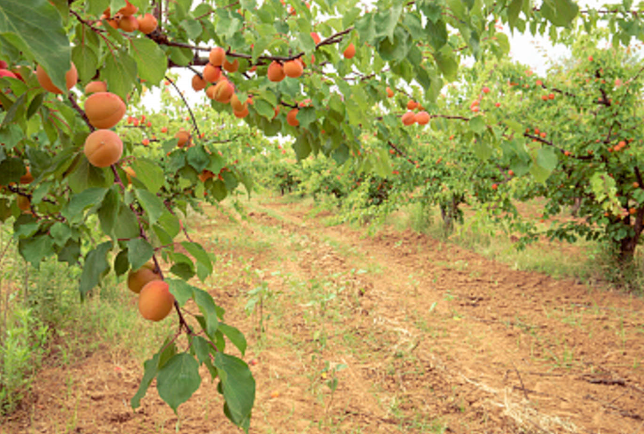 为了提高桃树结实率一般选择哪种授粉方式？