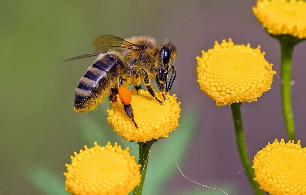 蜜蜂蛰人蜜蜂自身会死吗？