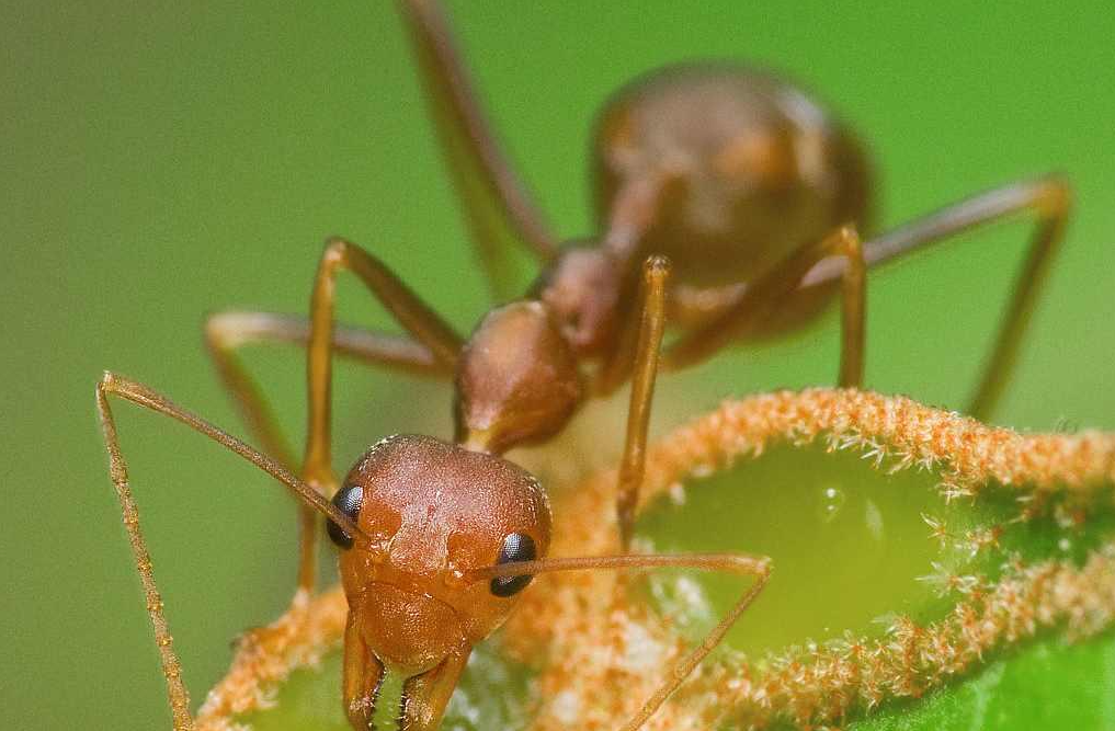 蚁后一天繁殖多少只蚂蚁？