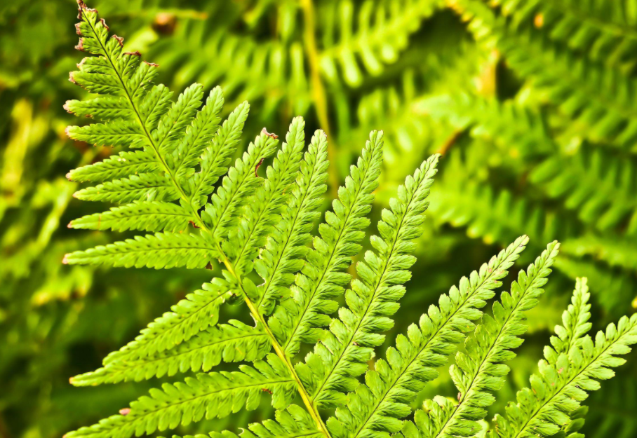 哪些植物不需要阳光？这些植物有哪些特征？