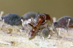 <strong>蚂蚁有那些经济价值？如何饲养？</strong>