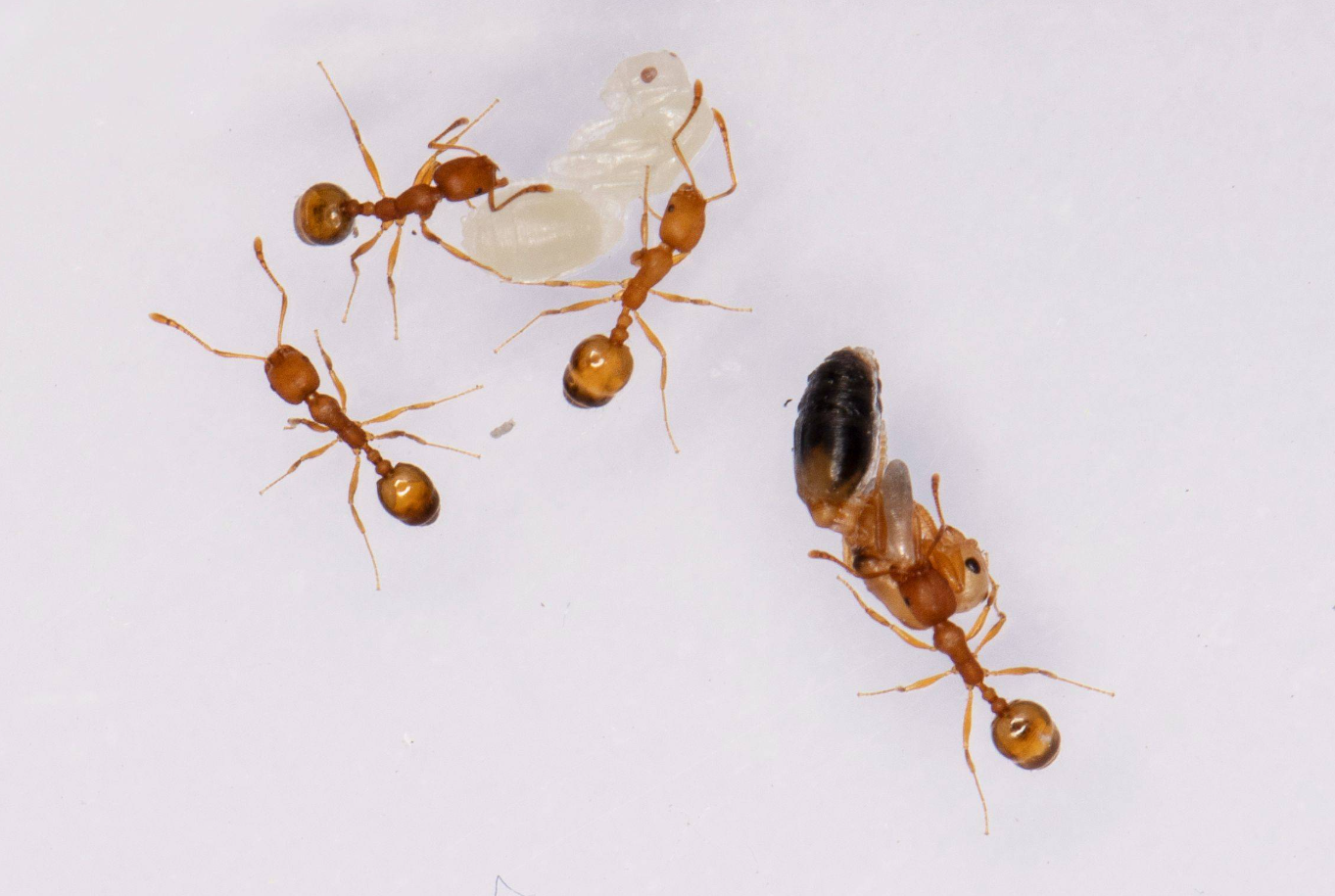 蚂蚁有那些经济价值？如何饲养？