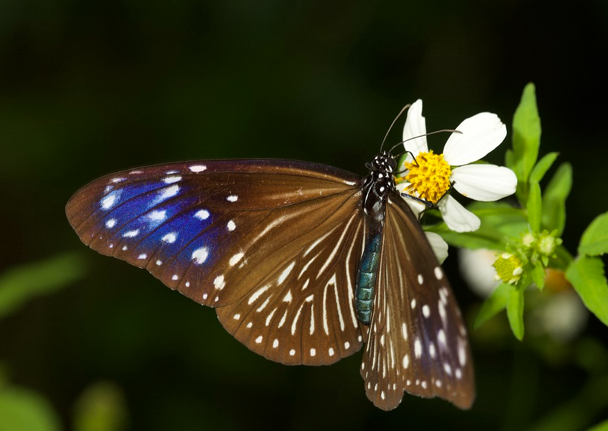 蝴蝶对于生态有哪些重要意义？有哪些名贵种类？