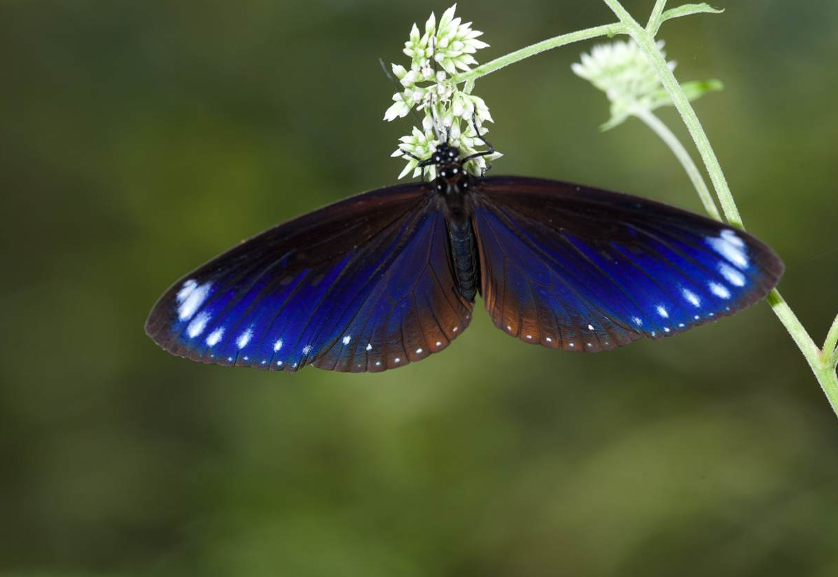 蝴蝶对于生态有哪些重要意义？有哪些名贵种类？