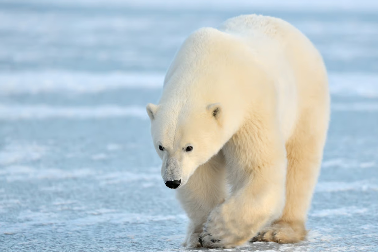 北极熊是海洋生物还是陆地生物？北极熊的生活习性介绍