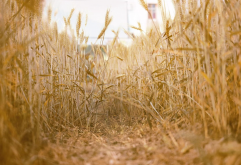 <strong>我国种植小麦的历史介绍，目前小麦在我国的种植情况介绍</strong>