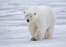 北极熊的生活习性介绍，如何人工饲养？