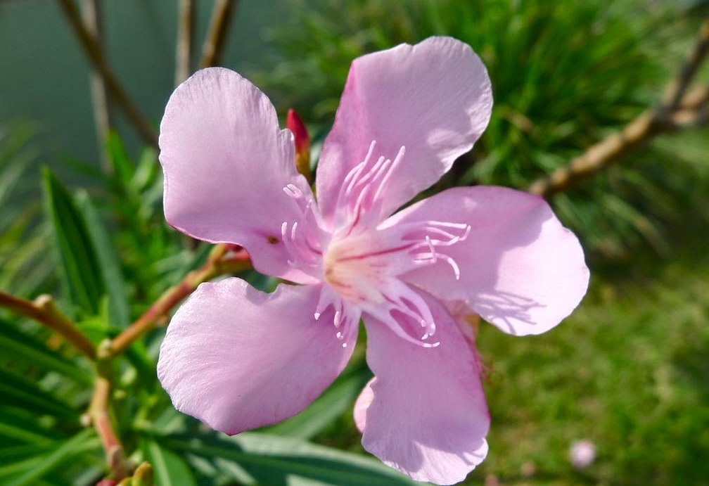 夹竹桃是一年四季都能开花吗？室内栽培需要哪些条件？