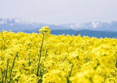 <strong>油菜花的生长环境介绍，油菜花有哪些经济价值和文化寓意？</strong>