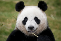 大熊猫是中国独有的吗？大熊猫的生物习性和特点介绍