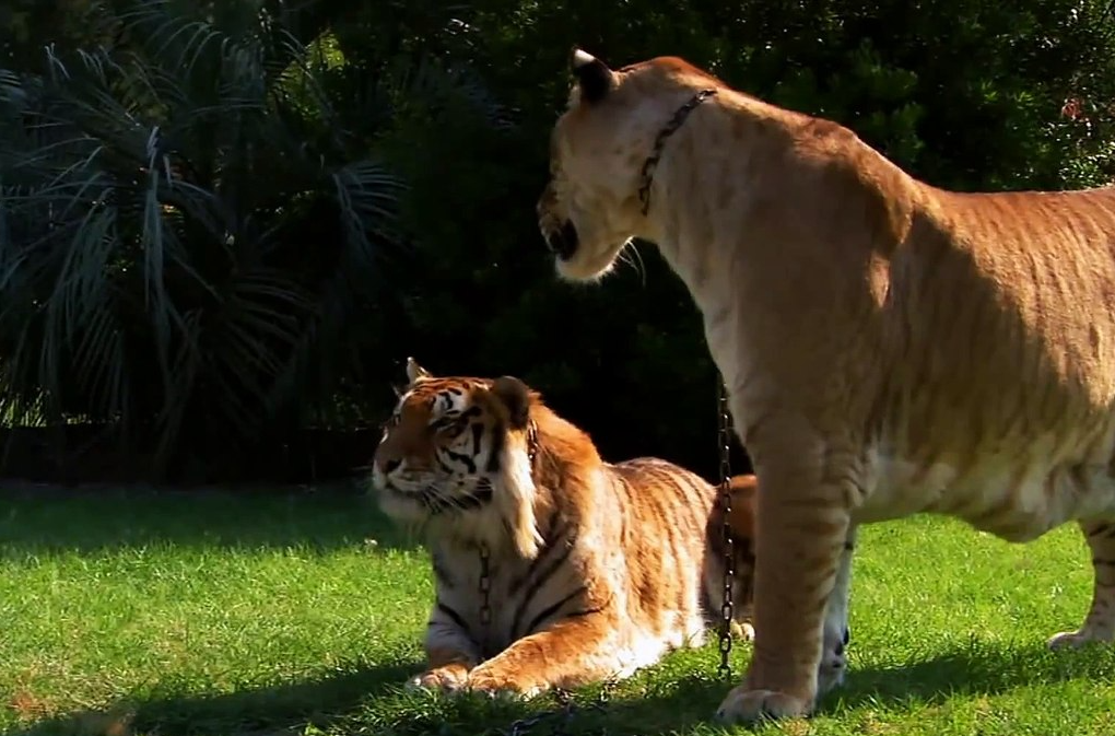 狮子和老虎能杂交吗？