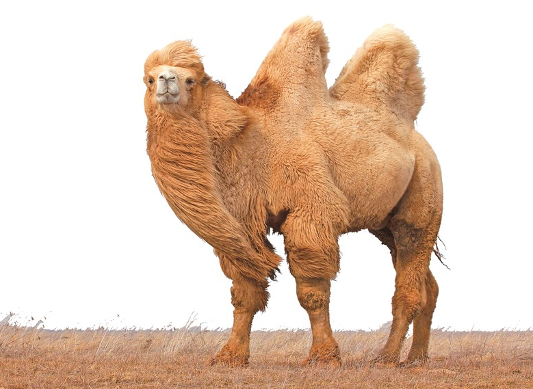 骆驼有哪些独有的特点？骆驼目前广泛存在的地区有哪些？