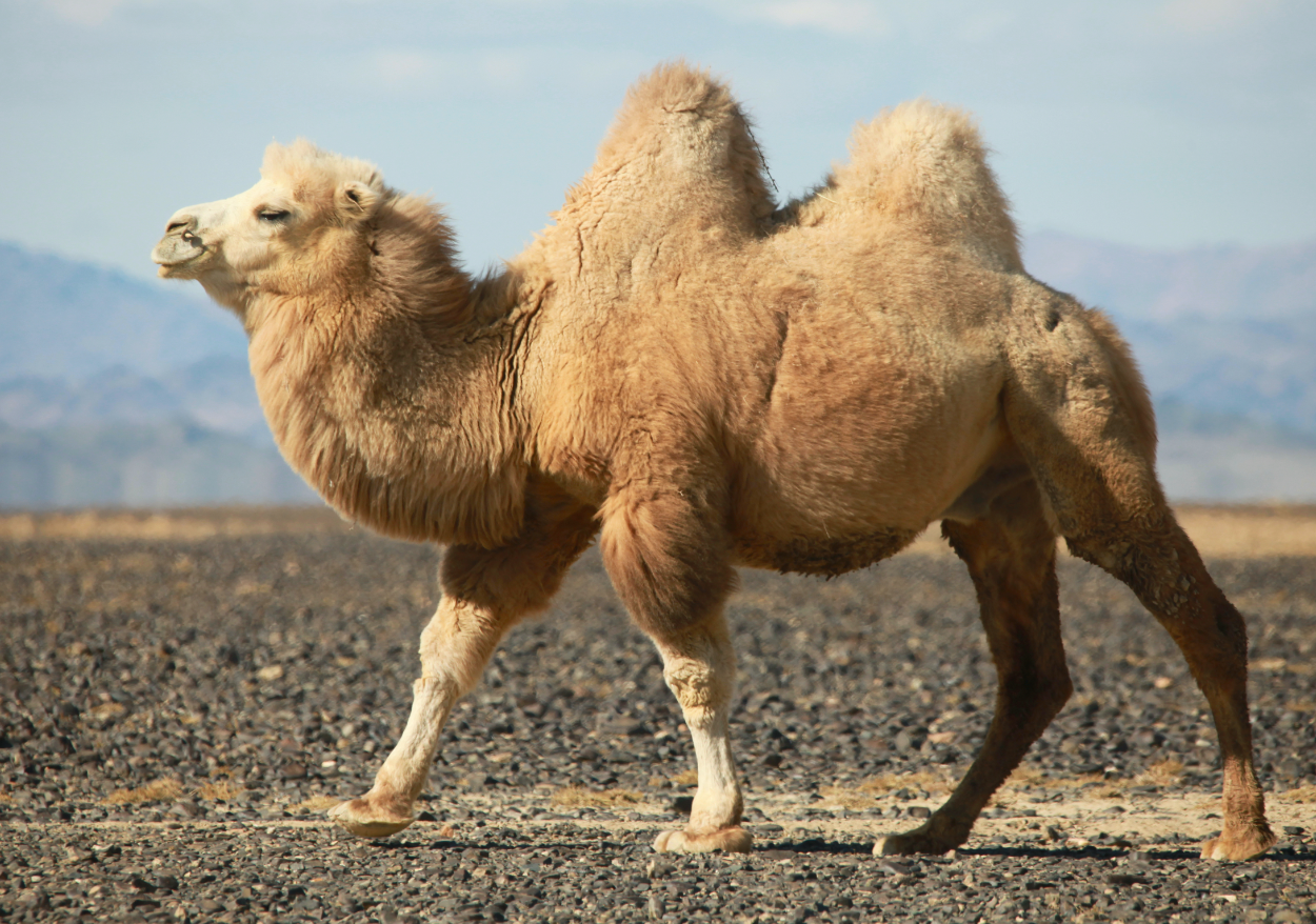 骆驼有哪些独有的特点？骆驼目前广泛存在的地区有哪些？
