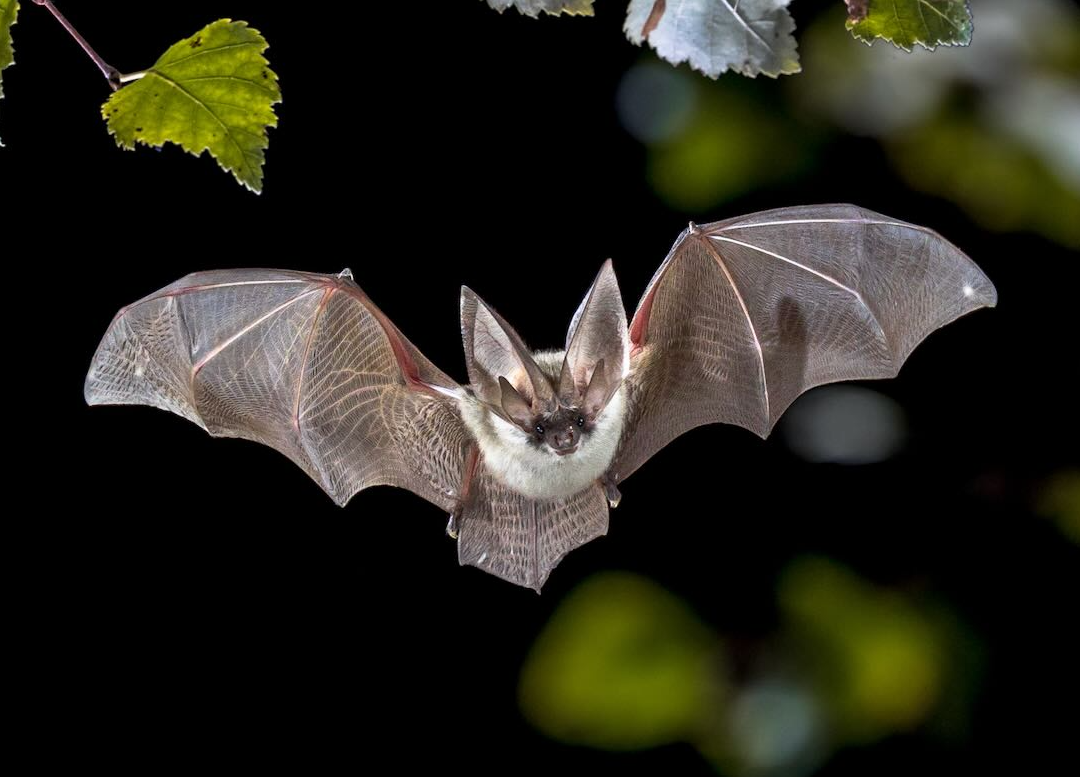蝙蝠的品种和生活环境介绍