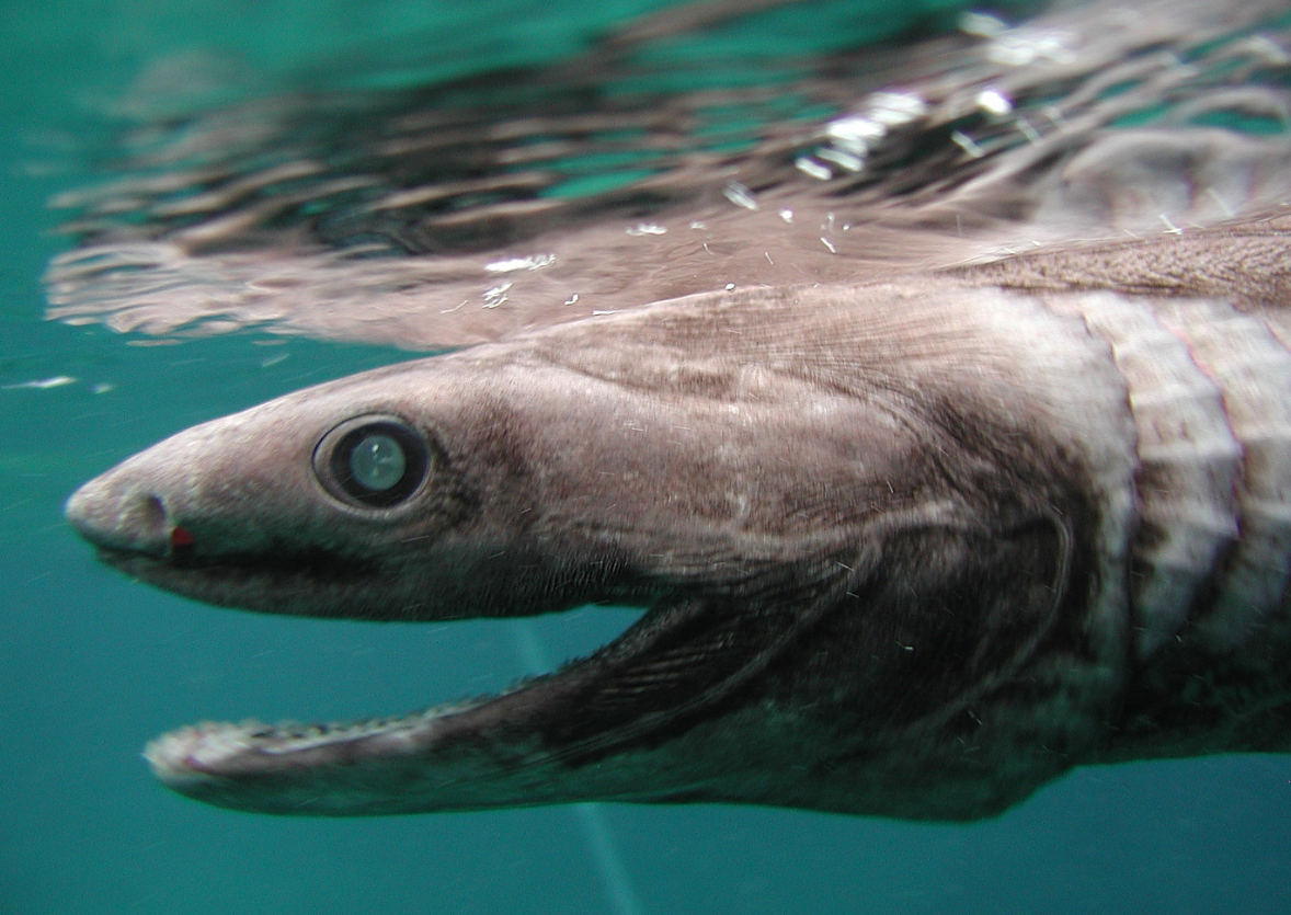 皱鳃鲨的特点和生存环境介绍，皱鳃鲨有哪些科研价值？